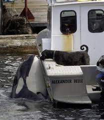 A Killer Whale Called Luna